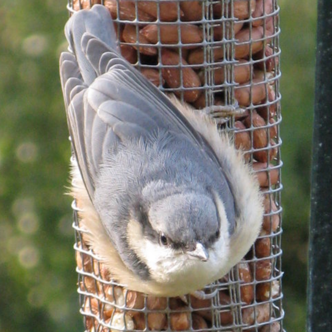 NUTHATCH (Sitta europaea) songbird factfile